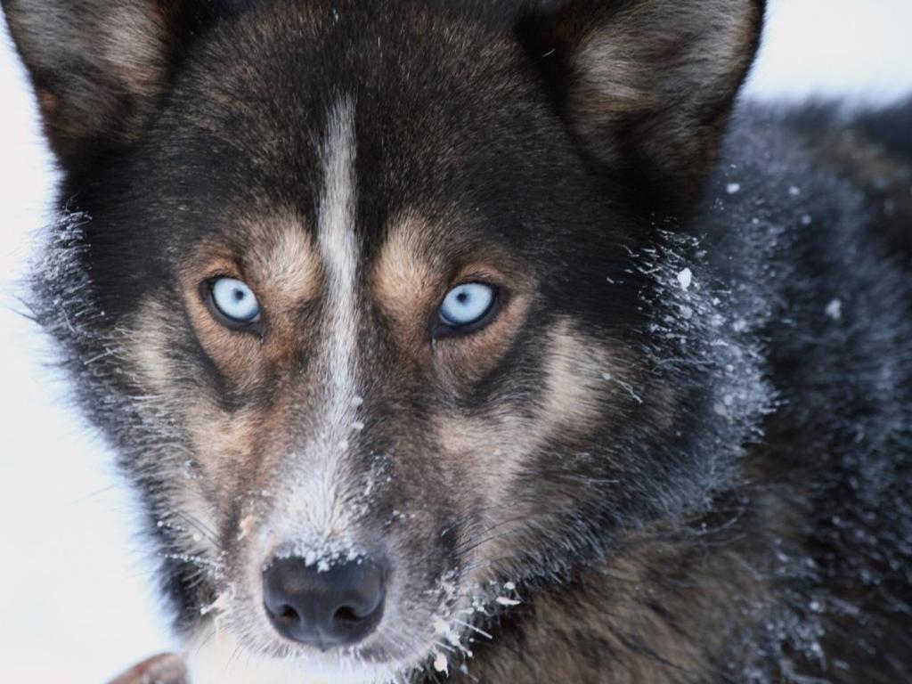 Engholm Husky Design Lodge Карасьйок Екстер'єр фото