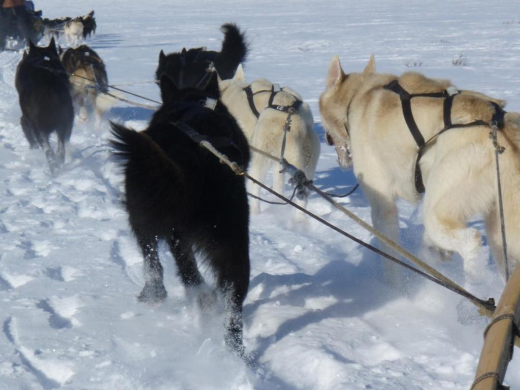 Engholm Husky Design Lodge Карасьйок Екстер'єр фото
