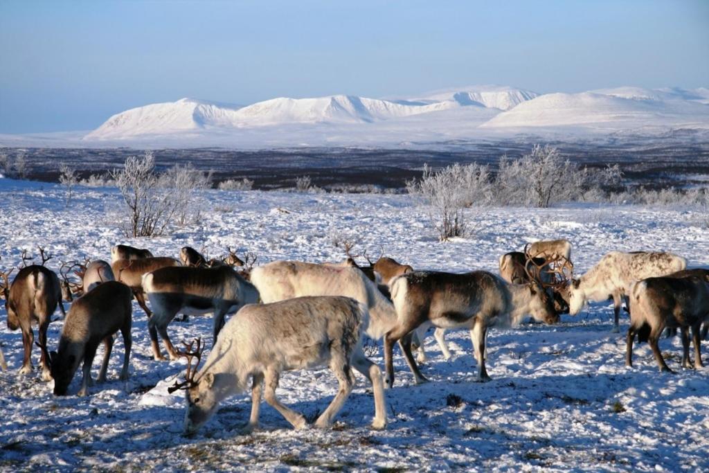 Engholm Husky Design Lodge Карасьйок Екстер'єр фото